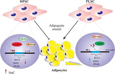 Higher Expression of DNA (de)methylation-Related Genes Reduces Adipogenicity in Dental Pulp Stem Cells